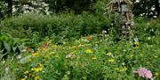 Wildlife Garden at Denmark Farm