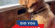 Dog friendly information