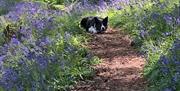 Dog on trail
