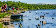 There's plenty of wildlife around the park and you can enjoy feeding the ducks on the lake.