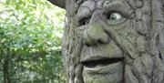 A tree with a face in the Welsh Legends Maze
