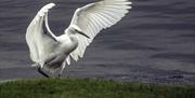 Little Egret RSPB Ynys-hir
