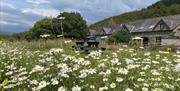 External view cottages across wild flower meadow.