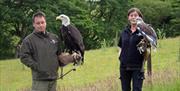 Falconry Experience Wales