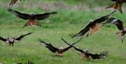 Gigrin Farm | Red Kite Centre