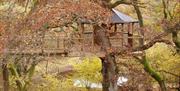 Nannerth Treehouse Hide in Autumn