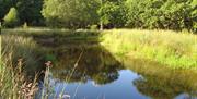 Wildlife pond at Nannerth