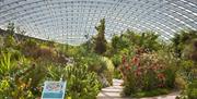 National Botanic Garden of Wales | Great Glasshouse