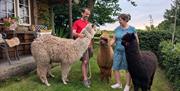 Coety Bach,llamas in Llandrindod Wells