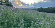 Porth Farm Caersws