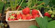 Porth farm strawberry and pumpkin picking