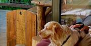 Dog enjoying coffee with owner
