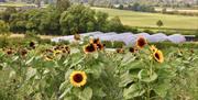 Porth Farm Sunflowers and poly tunnels