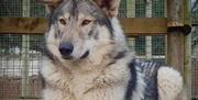 Image of Zeus, a wolfdog.