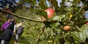 Apple weekend at Llanerchaeron