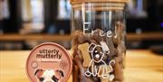 dog friendly café Aberystwyth
