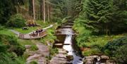 Forest Walks