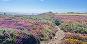 Heather and Gorse on the Coast Path