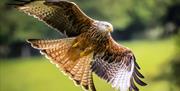 Gigrin Farm | Red Kite Centre