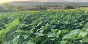 Porth Farm Caersws