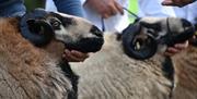 Sennybridge Show
