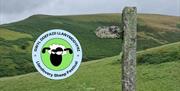 Llandovery Sheep Festival