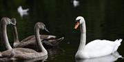 Tredegar House - swans on the lake