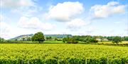 Kerry Vale Vineyard, near Montgomery