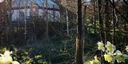 The Secret Yurts
Winter sun shining through woodland , highlighting daffodils and a yurt in the distance