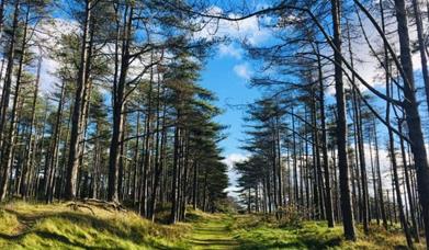 Pembrey Country Park