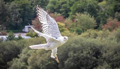 Flying Display at The British Bird of Prey Centre