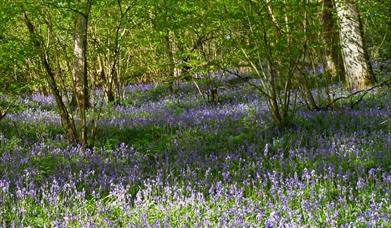 Coed Pendugwm Nature Reserve