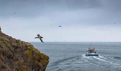 Boat trip to Skomer Island to see puffins