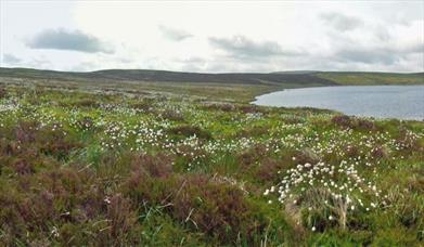 Glaslyn Nature Reserve