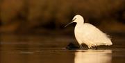 Little Egret - Image Credit: Ben Andrew