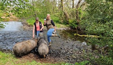 Swim with pigs in the Bahamas? Pah!!! Paddle with Pigs in the Beacons with our charming Piggy Walk and Pig-Nic