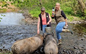 Swim with pigs in the Bahamas? Pah!!! Paddle with Pigs in the Beacons with our charming Piggy Walk and Pig-Nic