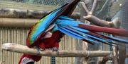 Plantasia | Rainbow the Macaw
