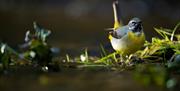 Grey Wagtail - Image Credit: Ben Andrew