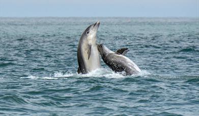 A pair of bottlenose dolphins pictured breaching the surface as they socialise near our dolphin spotting boat Ermol 5 during a two hour trip along the
