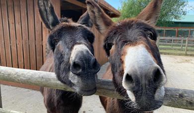 Two brown, fluffy donkeys close to the camera with their heads tilted and leaning on a wooden fence.