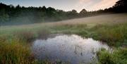 Wildlife Pond at Dawn