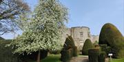 Chirk Castle from the gardens showing a tree covered in blossom in the foreground