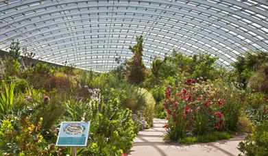 National Botanic Garden of Wales | Great Glasshouse