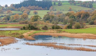 Dinefwr Estate | Waterfowl from the Bird Hide