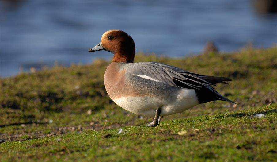 Wigeon Wigeon