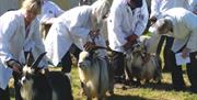 Machen Show - Pygmy Goats Class